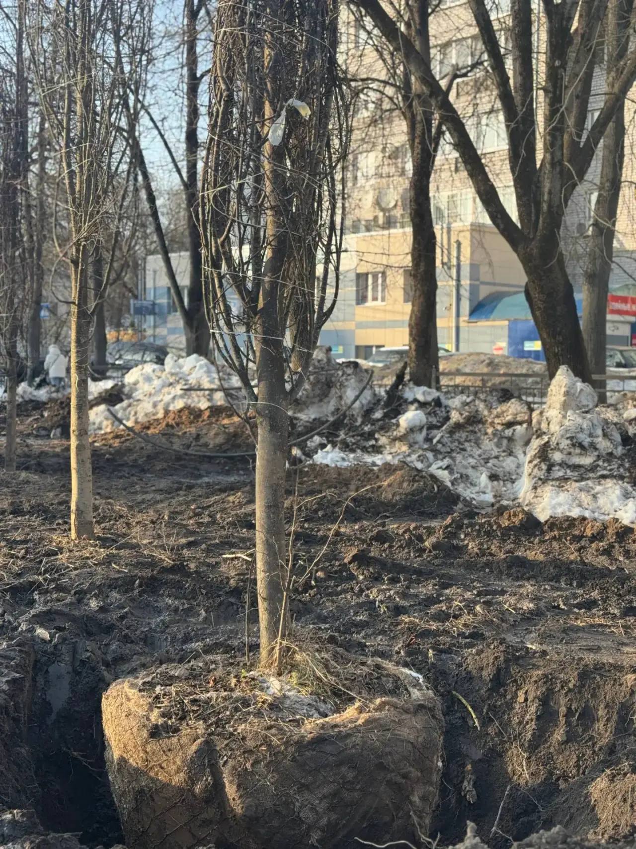 Дмитрий Денисов: Озеленение с заводским характером! Дмитрий Денисов: Озеленение с заводским характером!