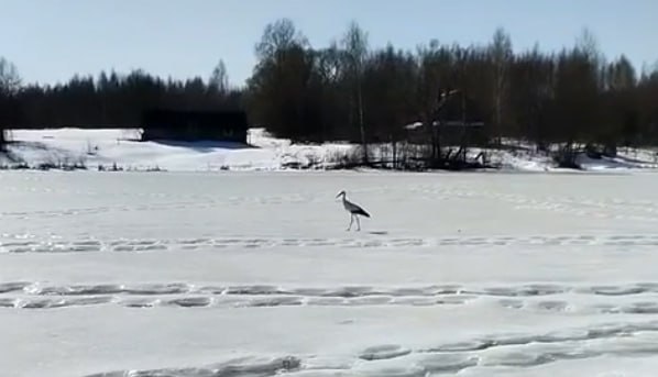 Первый аист прилетел в Калужскую область