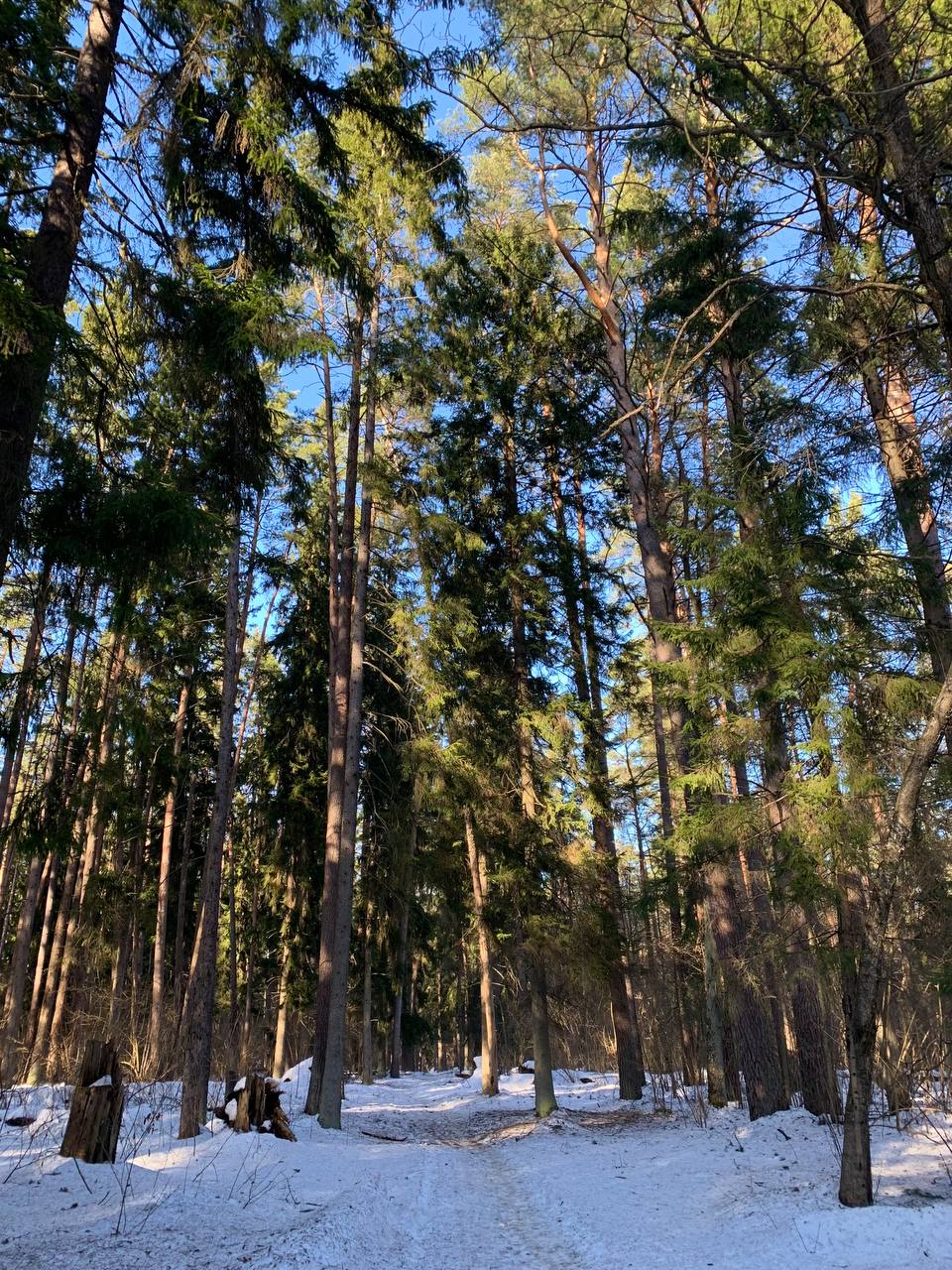 Сегодня в Калуге прогнозируют солнечную погоду, без осадков. Ночь местами гололедица. Температура воздуха днем будет +8°C...+12°C, а ночью 0°C