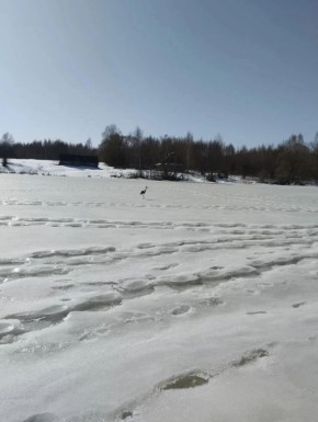 В Калужской области заметили первого прилетевшего белого аиста