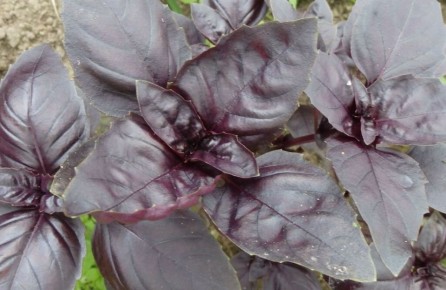 ����������� �������� �� �����������: ������� � ������