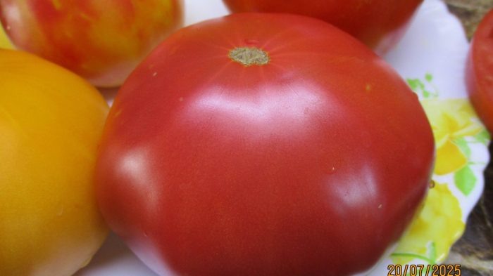 Томат Кот Бегемот: особенности, преимущества и уход за новым сортом