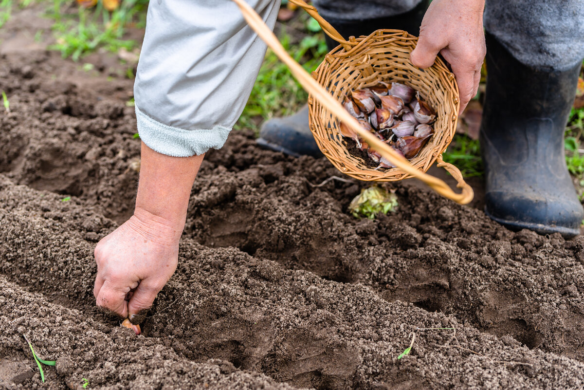Эффективная обработка чеснока перед посадкой: уникальные методы успеха