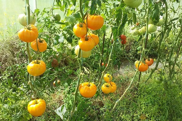 Томаты оранжевая клубника: секреты успеха и советы по уходу