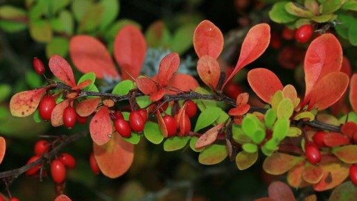 ����� ���������: ������������ � �������� ����� ��� ������ ����