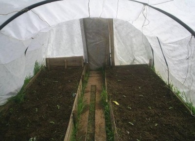 Как совместить помидоры и огурцы в одной теплице: плюсы и минусы