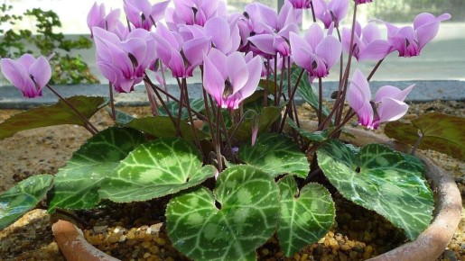 ������� ����� �� ����������: ��� ��������� ������� �� ������ �����