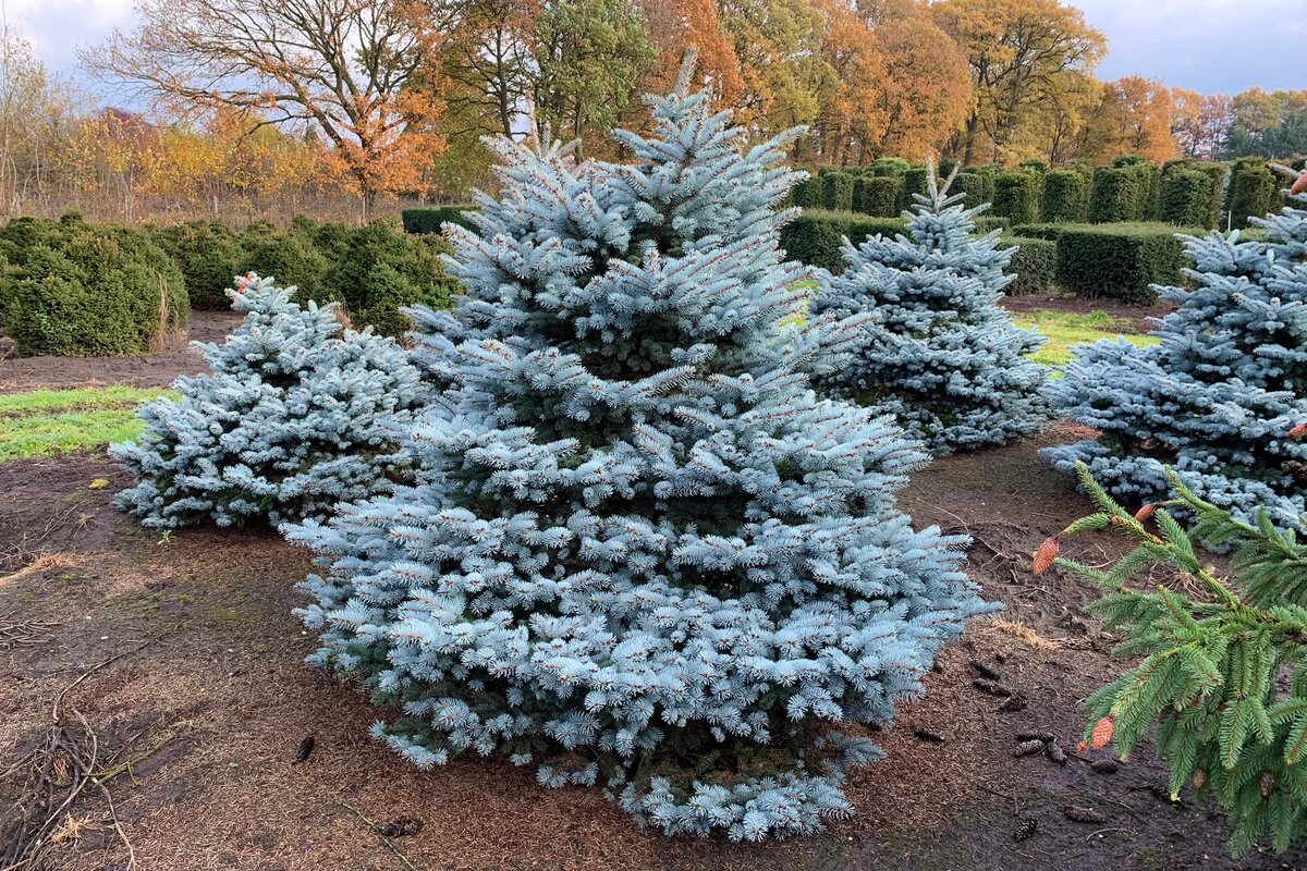 Ель колючая: секреты агротехники и возможности в дизайне