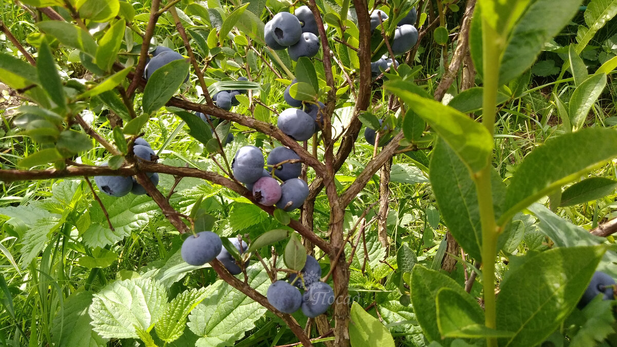 Что стоит знать о высокорослой голубике для успешного урожая
