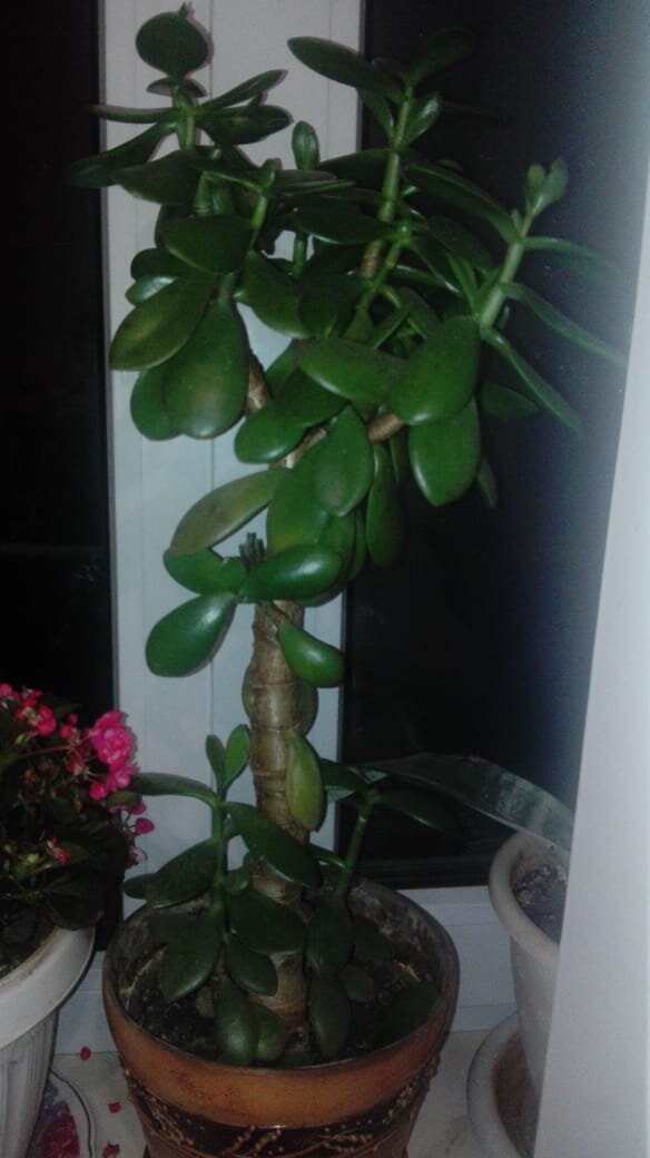 Очарование домашних растений: от герани до кротона