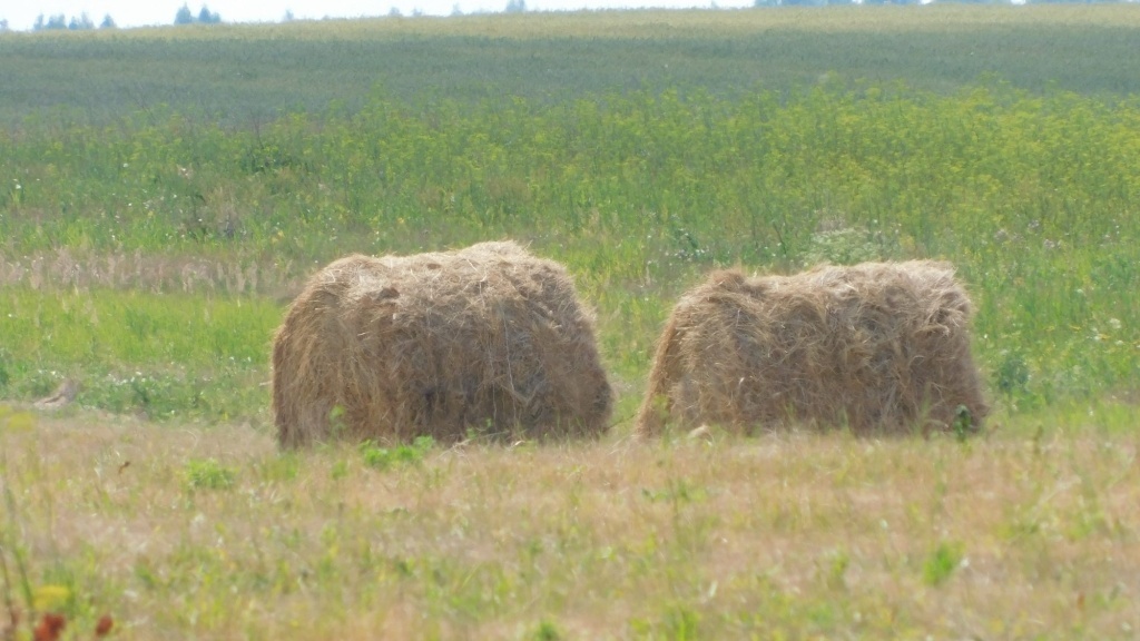Эффективные методы выращивания кормов для домашних животных