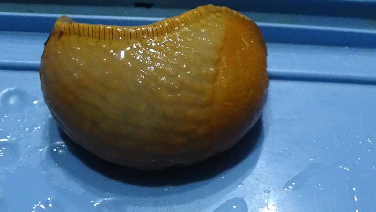 Испанский слизень: откуда он и как с ним справиться