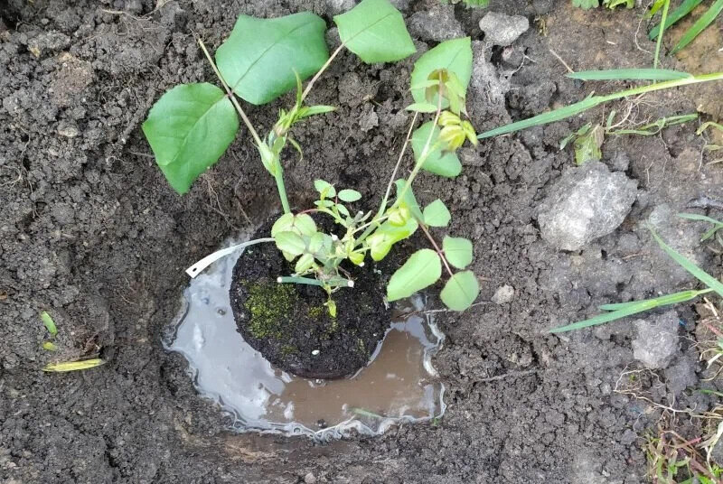 Как правильно посадить розы весной для богатого цветения