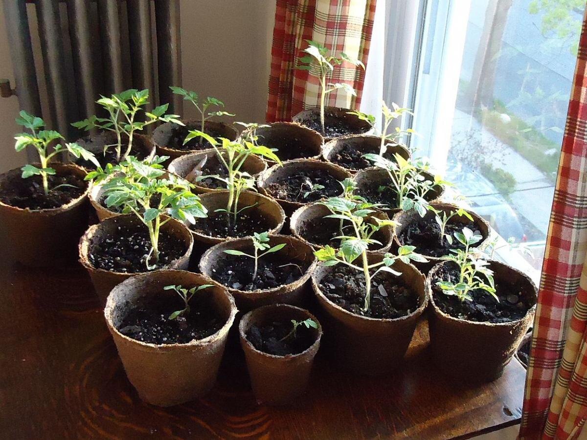 Как выбрать идеальное освещение для рассады: фитолампы или солнечный свет?