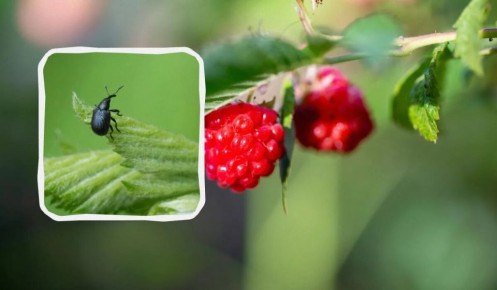 ��� ���������� �������� ����������� �� ������ � ������� ������� �������