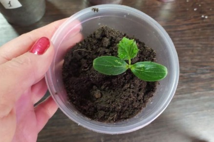 Когда сеять огурцы на рассаду: советы для раннего урожая в теплице