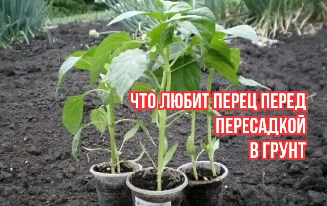 Как избежать перерастания рассады перца: три важных совета