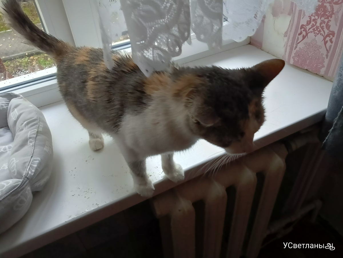 Дождливый день, теплые котлеты и сладкие эклеры