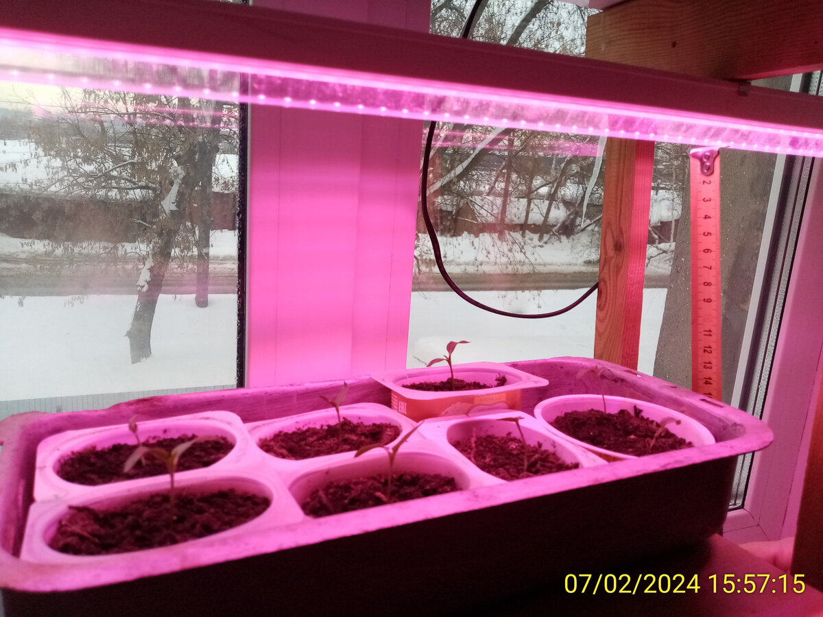 Как вырастить крепкую рассаду: секреты ухода за томатами и перцем