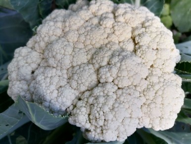 Как добиться хорошего урожая цветной капусты: основные секреты