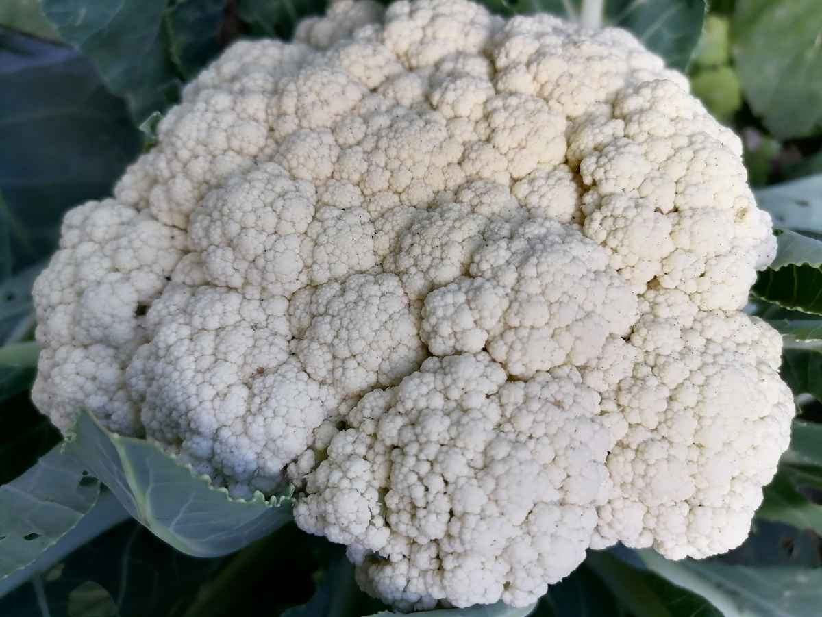 Как добиться хорошего урожая цветной капусты: основные секреты