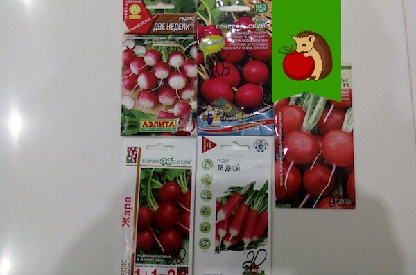 Ошибки, которые мешают редису расти в теплице