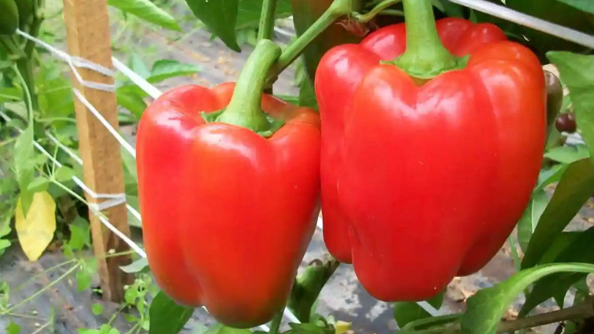 Как собрать рекордный урожай сладкого перца: секреты успешного агронома
