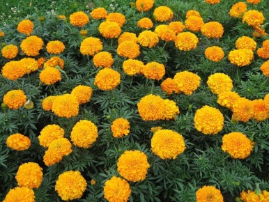 ��� �������� ������ �������� ��������� ���� �����