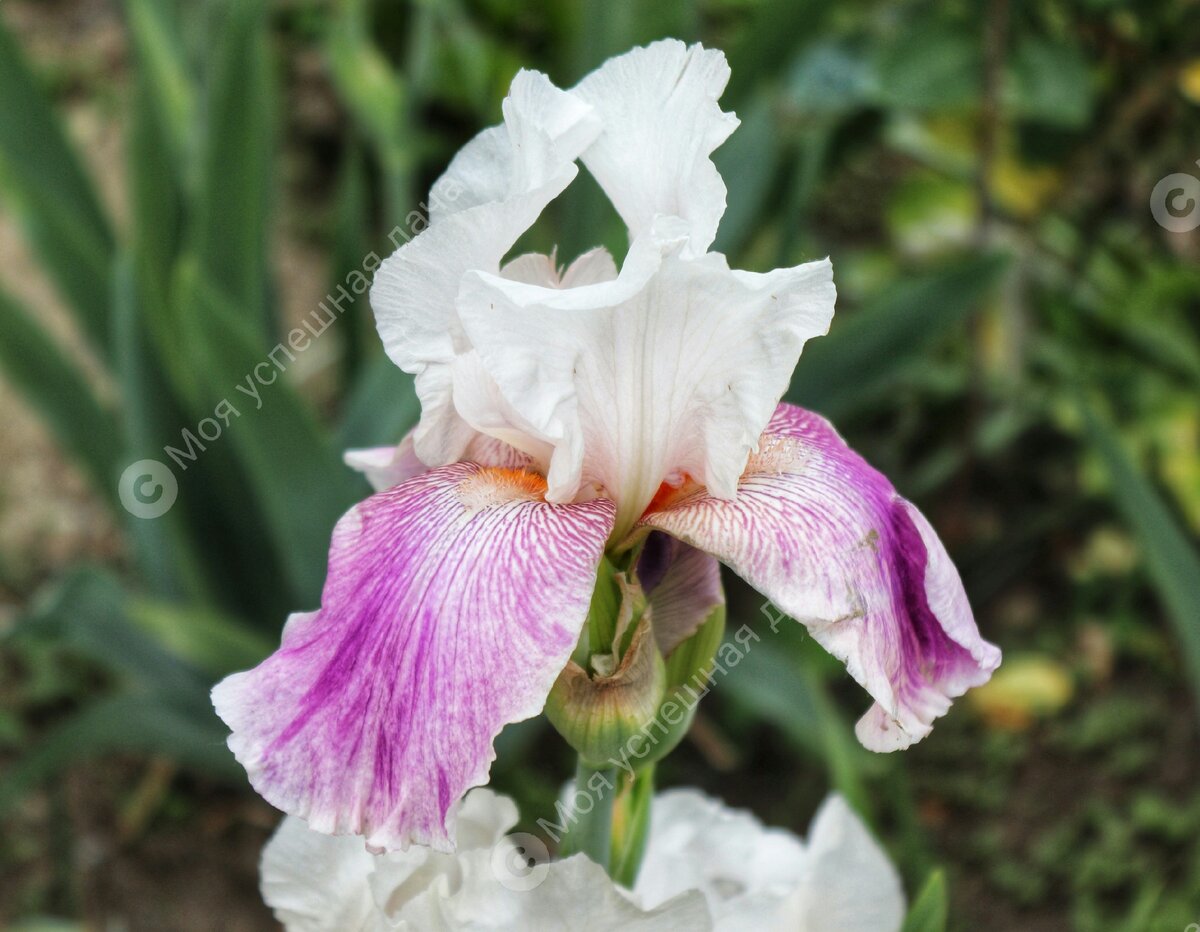 Как пересаживать и делить ирисы: полезные советы для садоводов