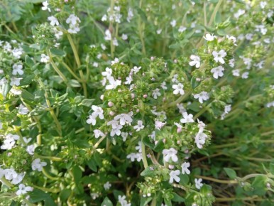 ���� �� ����: ������� ������������ ������� �������������