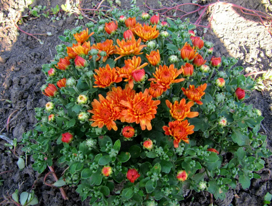 Когда отправлять на зимовку хризантемы и как продлить их цветение осенью