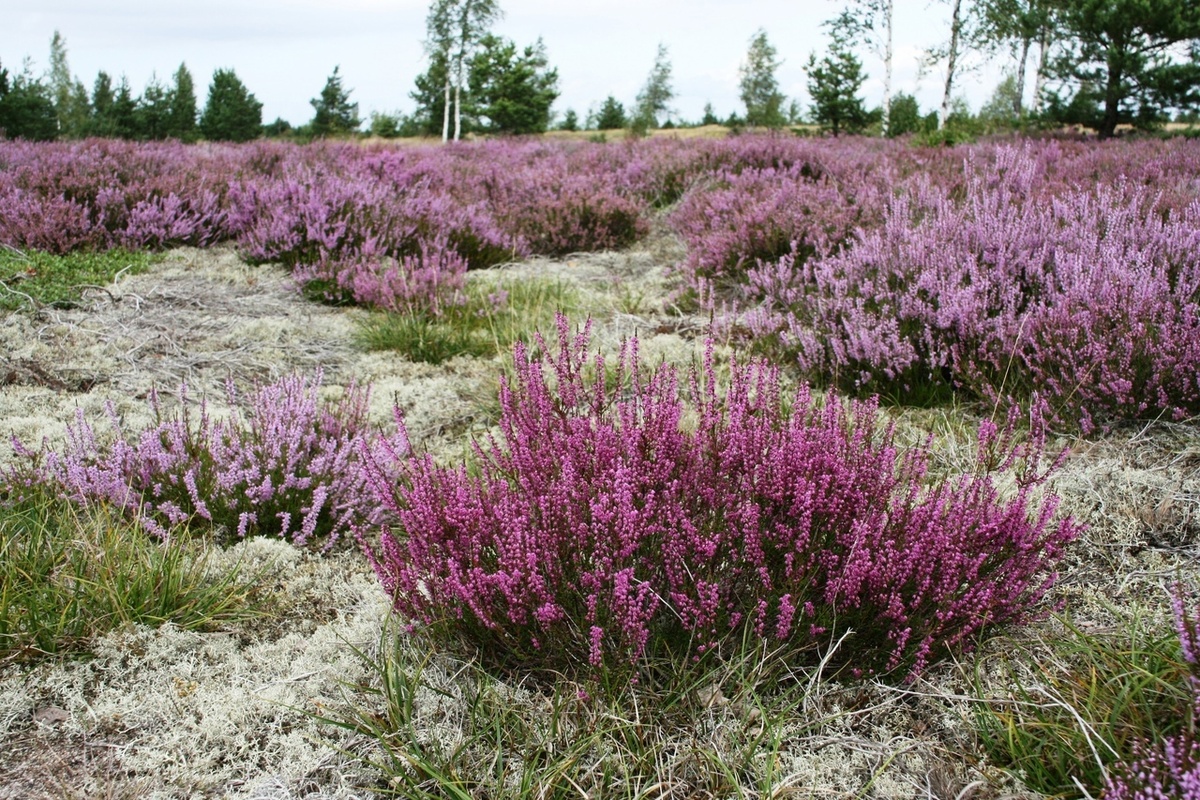 Как добиться пышного цветения вереска: практические советы