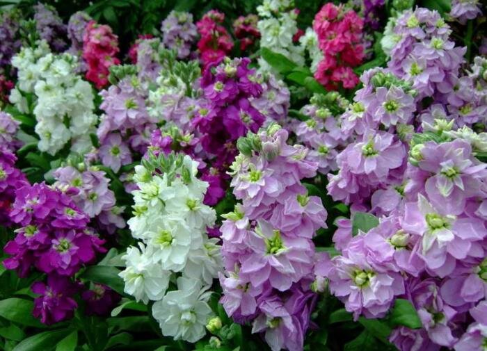 Удивительные факты о маттиоле