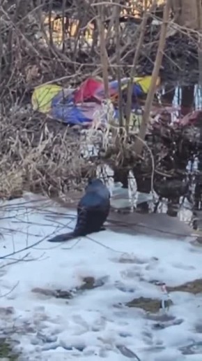 � ������ ������������� ��������� ����