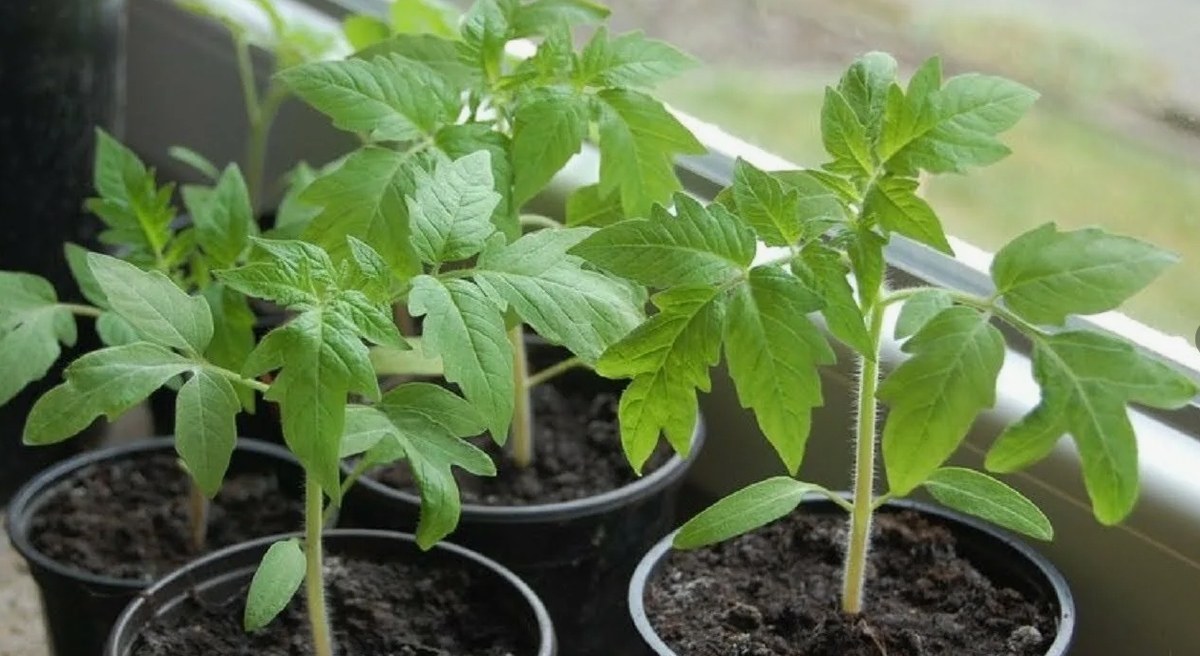 Секреты крепкой рассады: почему сахар - лучший друг вашего сада