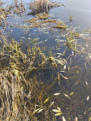 � ��������� ����� ������� ������� ����