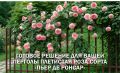 Плетистая роза Пьер де Ронсар: волшебство в вашем саду