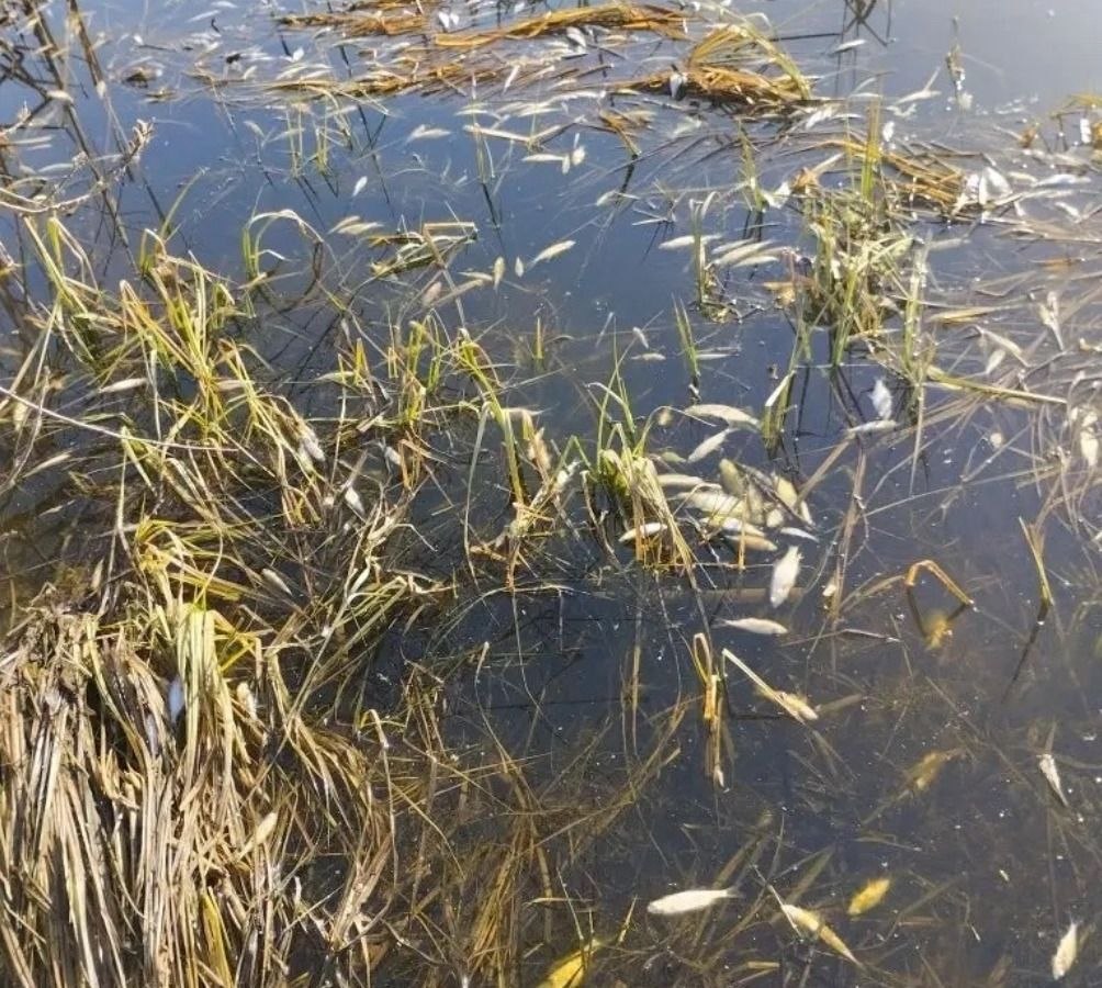 В пруду Калужской области массово гибнет рыба