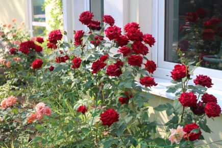 ��� ��������� ������������ ��������������� ��� ��������� ��������