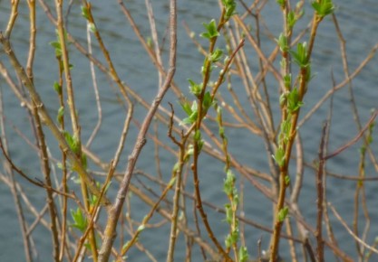 ����������� ������� � ��������� ������� ������� ���������