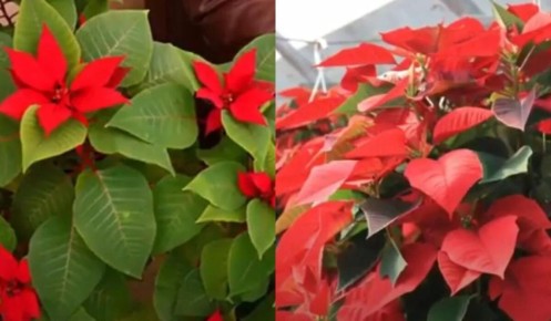 ��� ��������� ����������: ������ ������� ���������