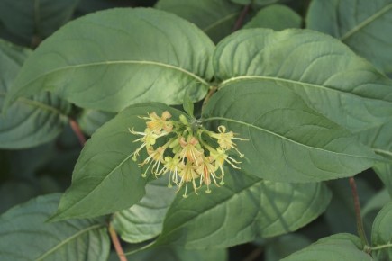 ���������� ���������: �������� ��� ������ ����