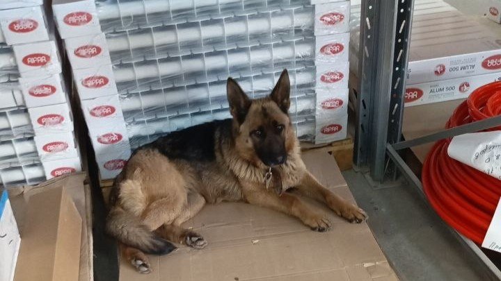 В Калуге на Болдина бегает молодая овчарка