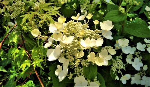 Гортензии в саду: цветение, уход и тайны выращивания
