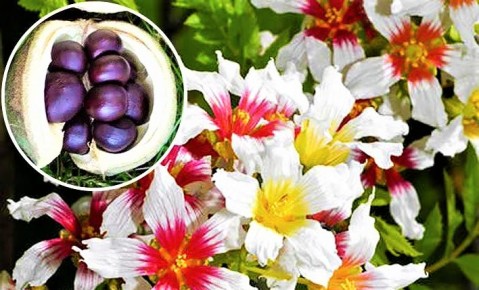 Чекалкин орех: необычный кустарник с деликатесными плодами