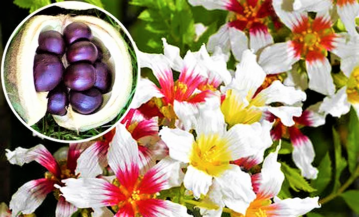 Чекалкин орех: необычный кустарник с деликатесными плодами