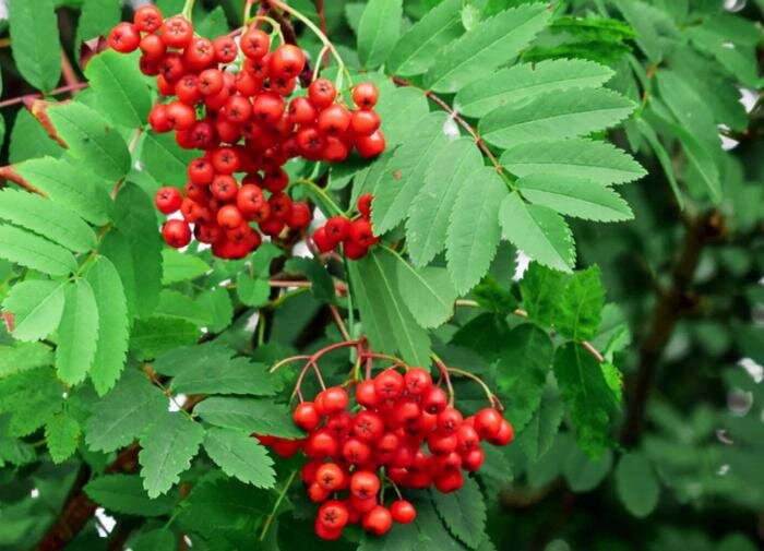 Рябина обыкновенная: универсальное дерево для вашего сада