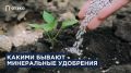 Что стоит за минеральными удобрениями: все, что нужно знать
