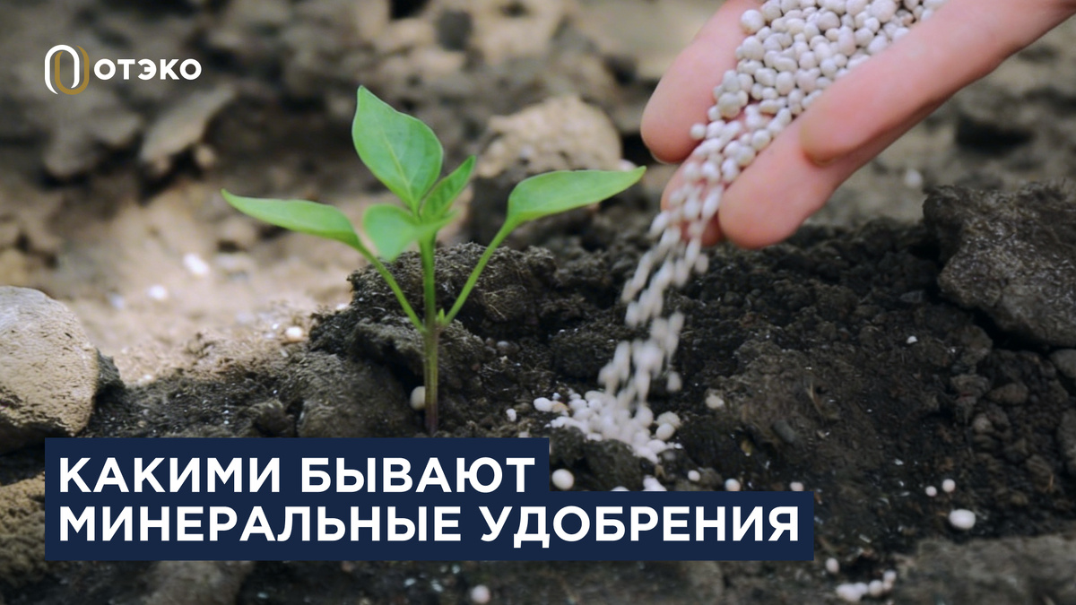 Что стоит за минеральными удобрениями: все, что нужно знать