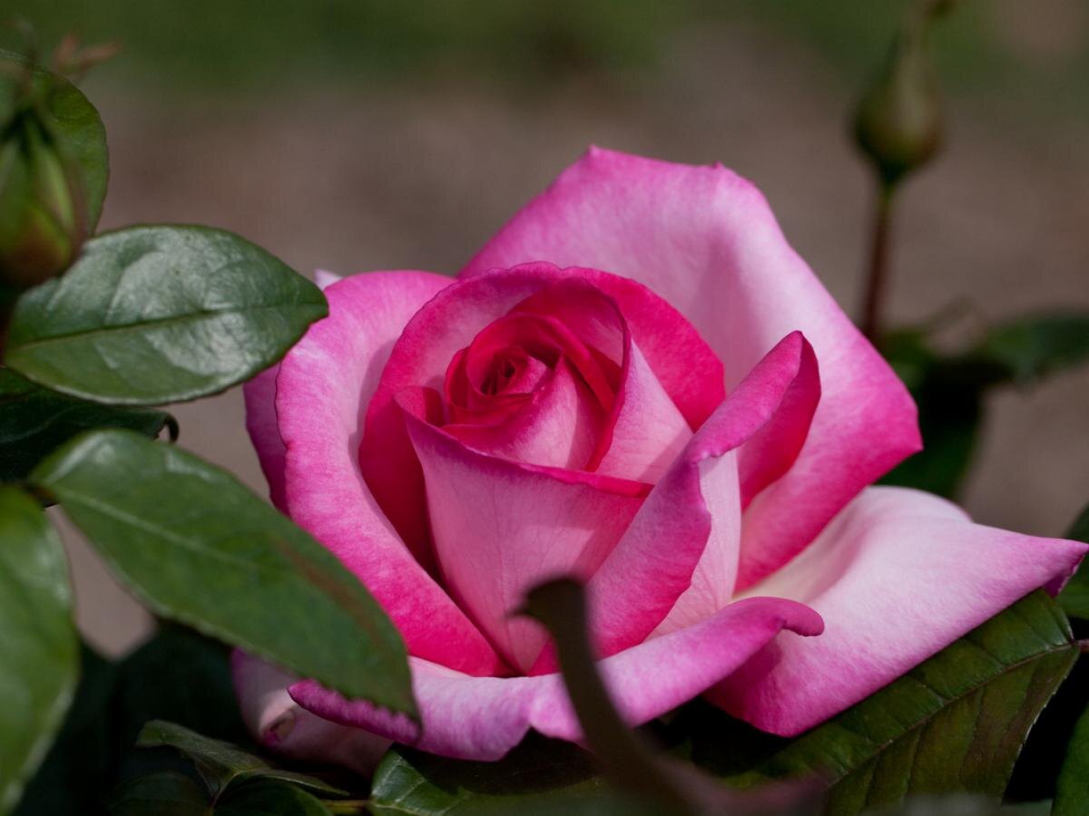 Соседи для роз: с кем им уютнее в цветнике